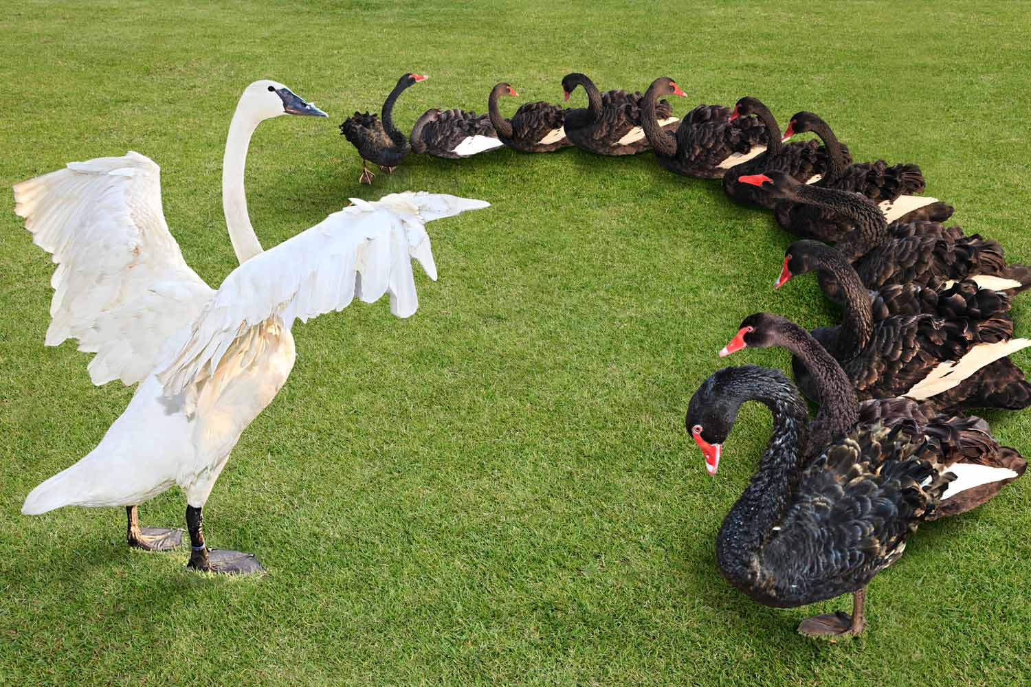 Coronavirus market turmoil: can tame the 'Black Swan'